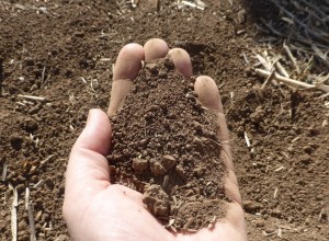 Longy soil