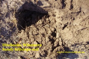 soil Dimboola