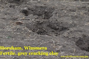 soil close up GIP