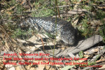 Shingleback lizard using river bank  soil