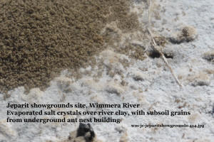 Salty soil crust Wimmera River