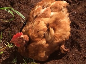 chooks added to famly farm